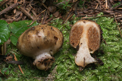 Cortinarius pinguis