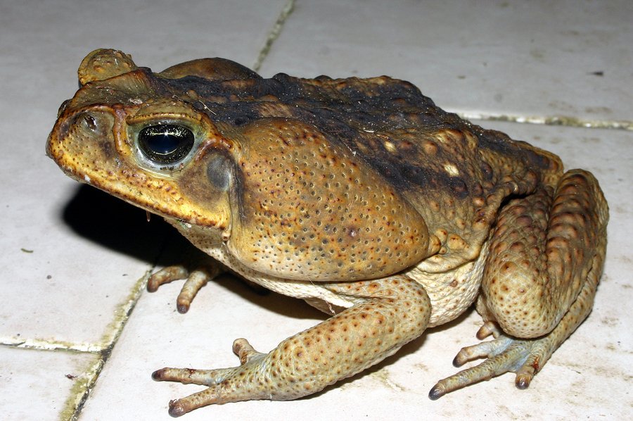 Sapo gigante (Guía de Anfibios y Reptiles de San Andrés Tuxtla, Ver ...