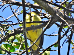 Chlorocichla flaviventris flaviventris