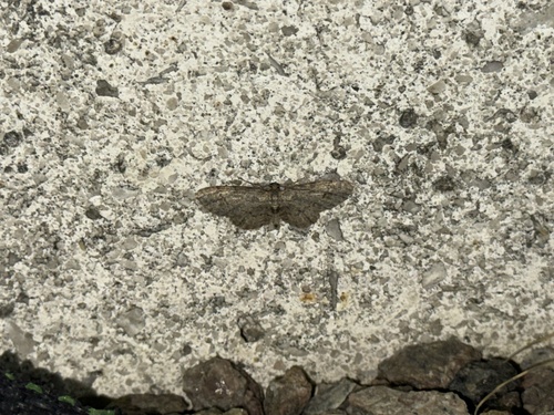 Texas Gray photo 6