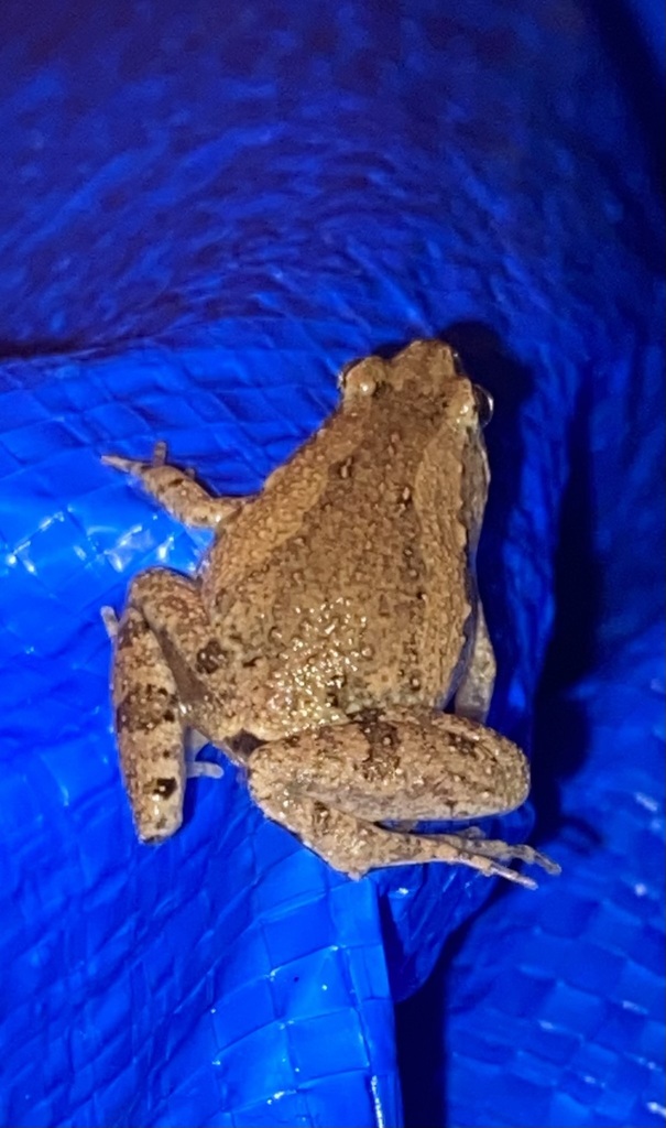 Ornate Narrow-mouthed Frog (Microhyla fissipes)