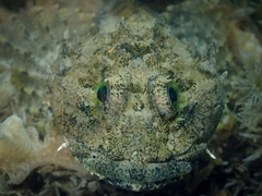 Taurulus bubalis