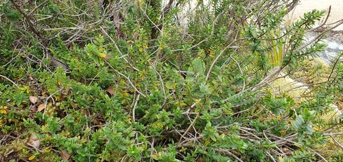 Veronica urvilleana