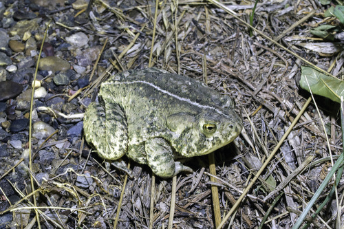 Woodhouse's Toad photographed in North Dakota