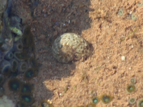 Pseudostomatella papyracea observed 2024-10-03