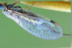 Dichrostigma flavipes