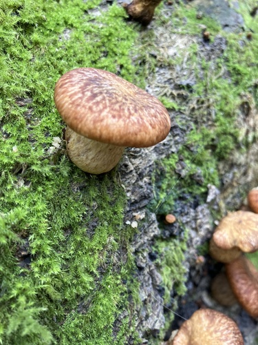 Omphalotus japonicus