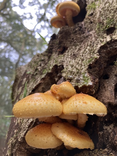 Pholiota