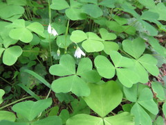 Oxalis trilliifolia