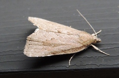 Cutina albopunctella