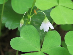 Oxalis trilliifolia