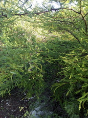 Acaciella