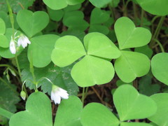 Oxalis trilliifolia
