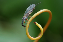 Dichrostigma flavipes