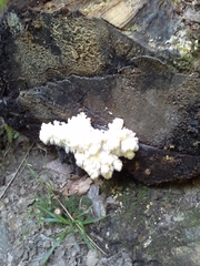 Hericium americanum