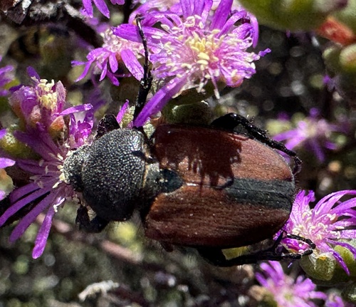 Campulipus clavus