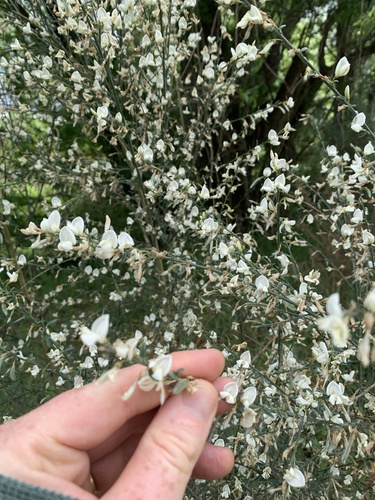 Image of White Spanish Broom (Cytisus multiflorus) by no rights reserved