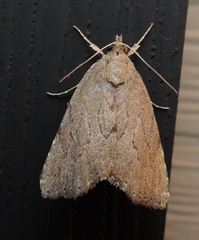 Cutina albopunctella