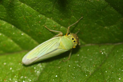 Cicadella
