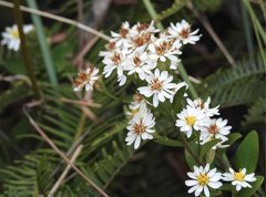 Aster baccharoides