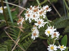 Aster baccharoides