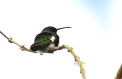 Chalybura buffonii
