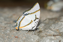 Polyura eudamippus