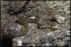 Trimorphodon lyrophanes