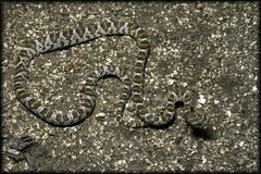 Trimorphodon lyrophanes