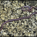 Desert Blind Snake - Photo (c) Bryan Box, some rights reserved (CC BY-NC), uploaded by Bryan Box