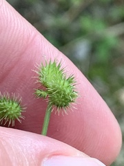 Sanicula smallii