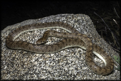 Arizona elegans eburnata