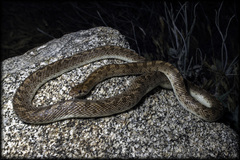 Arizona elegans eburnata