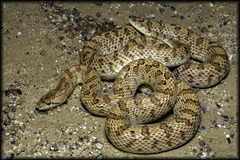 Arizona elegans eburnata