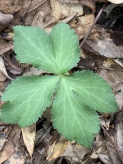 Sanicula smallii