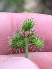Sanicula smallii