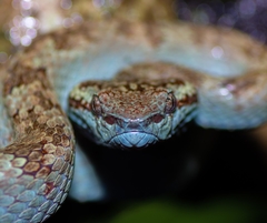 Craspedocephalus malabaricus