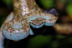 Craspedocephalus malabaricus