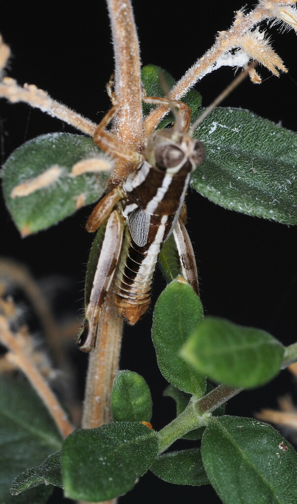 Phaedrotettix palmeri