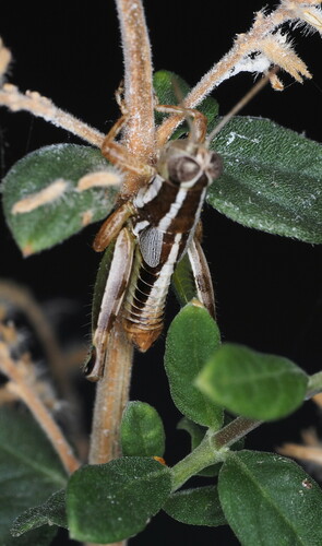 Phaedrotettix palmeri