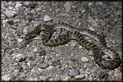 Arizona elegans occidentalis