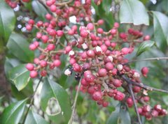 Zanthoxylum avicennae