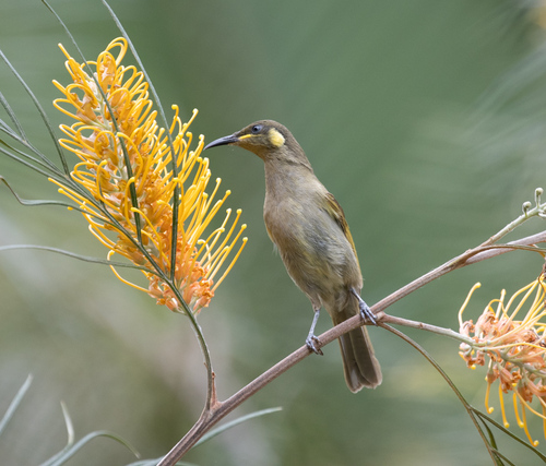 Cryptic Honeyeater (Meliphaga imitatrix), photo 10
