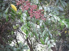 Zanthoxylum avicennae