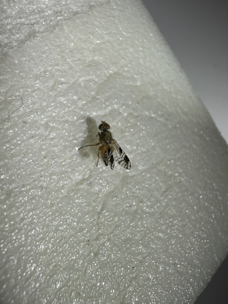 Austrotephritis distigmata