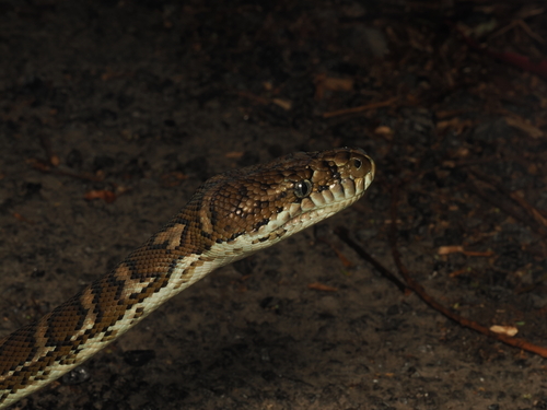 Coastal Carpet Python sighting