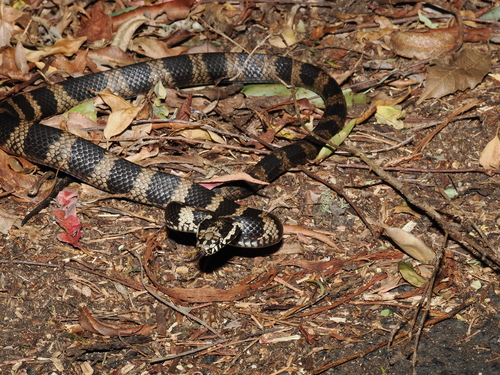 Stephens' Banded Snake sighting
