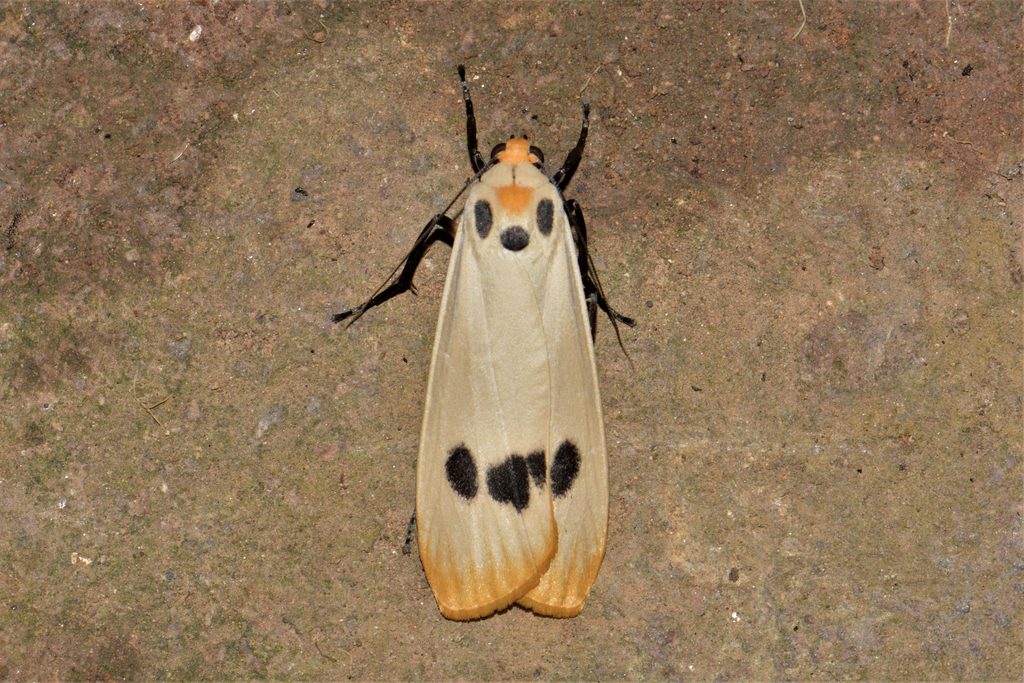 Tigrioides euchana