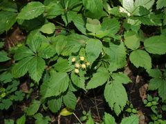 Rubus pubescens