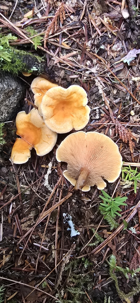 Hygrophoropsis sp. 'aurantiaca-AK01'
